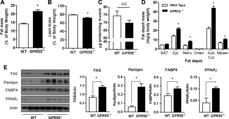 GPR55-deficient mice exhibit increased body fat mass and enhanced lipogenic drive. A, B) Mean fat (A) and lean masses (B) for WT and GPR55 KO mice at 22 wk of age were determined (n = 10 for WT, n = 8 for KO). C, D) Comparison of total protein content (per mg of muscle tissue) in gastrocnemius muscle (n = 6 for each group) (C) and mean fat depot mass (D) for brown adipose tissue (BAT), epididymal fat (Epi), retroperitoneal fat (Retro), mesenteric fat (Mesen), omental fat (Omen), and subcutaneous fat (Sub Cut) in WT and GPR55−/− mice are presented (n = 12 for each group). E) Protein lysates prepared from epididymal fat tissue of WT and GPR55−/− mice were immunoblotted using the antibodies indicated (4 individual animals/group). NS, not significant. Values presented are means ± sem. *P < 0.05.