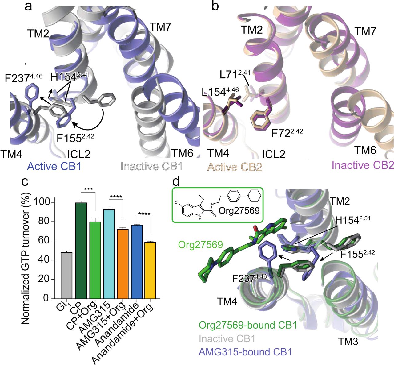 a. Concerted movement of F2374.46 and F1552.24 upon activation of CB1 from inactive (grey) to active (blue) state.b. The residue at position 4.46 in CB2 is a Leu and does not undergo movement upon activation.c. GTP turnover assay showing reduced turnover in the presence of Org27569 with Gi1. (Mean ± SD, p < 0.0001**** and p < 0.001***, t-test)d. Structural rearrangement in F2374.46 and F1552.42 in Org27569 (PDB: 6KQI, green) bound structure compared to active AMG315-bound (blue) and inactive (grey) structures.