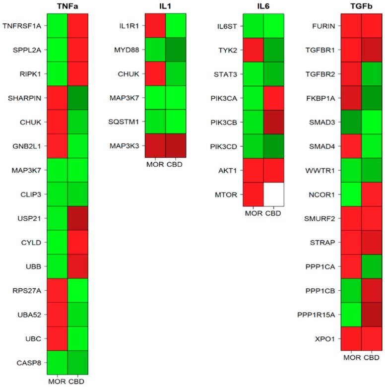 Heatmaps of the genes involved in the inflammation pathways among the hGMSCs-MOR (MOR) or hGMSCs-CBD (CBD) treatments sorted by their intervention in the pathway. The green color represents a downregulation while the red color an upregulation. The white color stands for no statistically significant change.