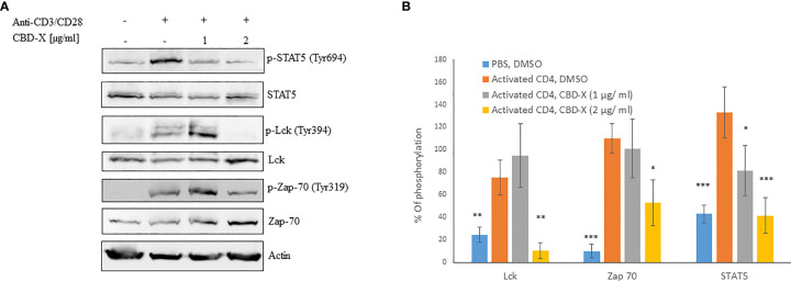 CBD-X extract modulates TCR- signaling in human derived CD4+ T cells. CD4+ T cells were isolated from healthy donors by negative magnetic selection with the EasySep Direct Human CD4+ T cells Isolation Kit. Isolated CD4+ T cells were activated with 5 µg/ml anti-CD3 and 5 µg/ml anti-CD28 and treated with 1 or 2 µg/ml CBD-X extract or DMSO as a control. After an hour, the cells were collected and lysed with 100 µl 2x SB+βME. (A) Cell lysates were analyzed for the presence of phosphorylated STAT5, Lck and Zap70 by western blot analysis using pY694-STAT5, total STAT5, pY394-Lck, total Lck, pY319-Zap70 and total Zap70 antibodies. (B) Induction of phosphorylation was quantified relative to the specific total protein expression. Error bars represent the standard deviation of the means of three different donors, and they are expressed as average ± standard deviation (SD). SD were calculated in ratio to activated CD4 (treated with Anti-CD3/CD28), and data were analyzed by one-way ANOVA (Fisher’s LSD test with values p < 0.05 considered statistically significant, (*p <0.05, **p < 0.01, ***p < 0.001).