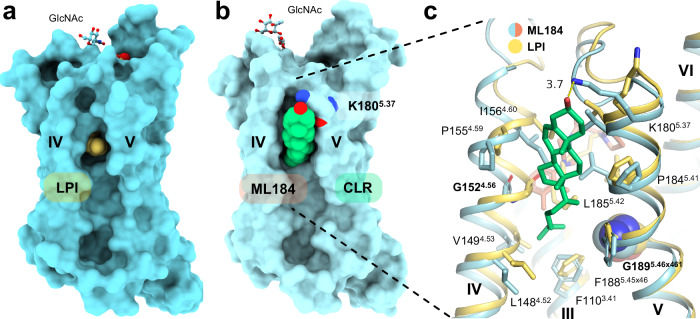 Membrane opening close to orthosteric pocket and cholesterol binding site.a Side view of the GPR55-LPI complex (cyan surface representation and yellow spheres, respectively) shows membrane gate into the hydrophobic channel of the orthosteric binding pocket between helices IV and V. Membrane lipids were not resolved in this structure. b Side view of the GPR55-ML184 (light cyan surface representation) complex resolved a CLR molecule (green spheres) bound in a similar cleft between helices IV and V. c Superimposition of the GPR55-LPI and GPR55-ML184 structures (receptor in cartoon representation, with side chains that contact CLR as sticks) show the CLR (green sticks) binding pocket with direct contacts to ML184 (salmon sticks). Subtle sidechain rearrangements in the LPI structure within the CLR interface are observed. The dotted yellow line represents the distance measurement (in Å) between K1805.37 and CLR.