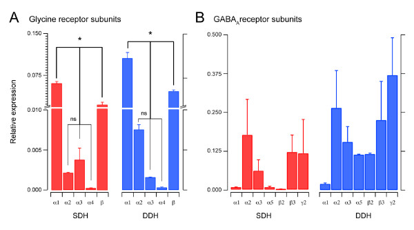 Gly- and GABAA-subunit expression in the SDH and DDH. A plots summarising qPCR analysis for GlyR subunits. Bars represent relative expression of GlyR subunits in the SDH and DDH. The α1 and β subunits were the most highly expressed in both SDH and DDH, whereas expression of the α4 subunit was negligible. The α2 and α3 subunits were expressed at lower levels in both regions. Overall, α1, β, and α2-4 subunits were expressed at significantly different levels in both regions. Note, scale on the y-axis has been broken and expanded to facilitate comparison of subunits showing lower expression levels. B plots summarising qPCR analysis for GABAAR subunits. Bars represent relative expression of GABAAR subunits in the SDH and DDH. Overall, GABAAR subunit expression was more variable than that observed for GlyR subunits. No significant differences in expression levels were identified, however, the expression profile for each subunit was similar in both SDH and DDH (ie, higher expression of α2, α3, β3, and γ2).