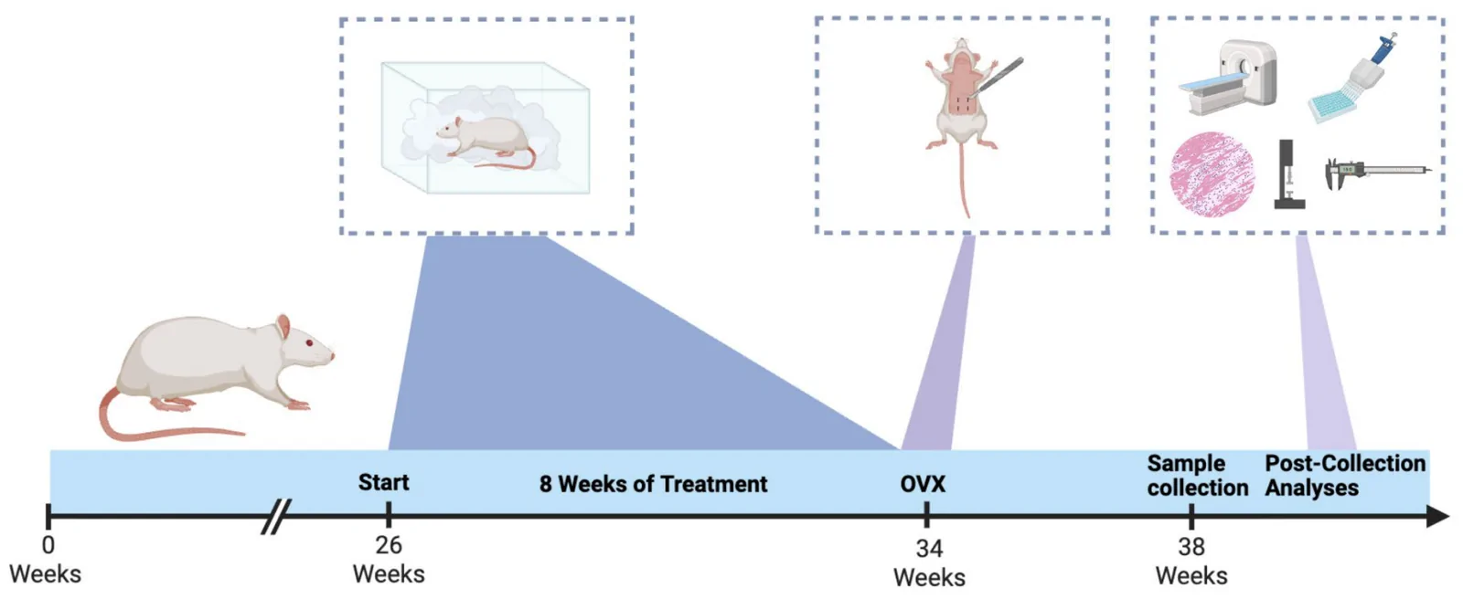 Experimental timeline for procedures. Sprague Dawley rats were exposed to drug treatment (THC or air inhalation) for 8 weeks, and ovariectomy surgeries were performed following drug treatment. The rats were then untreated for 4 weeks and then euthanized, and bones were harvested for analysis.