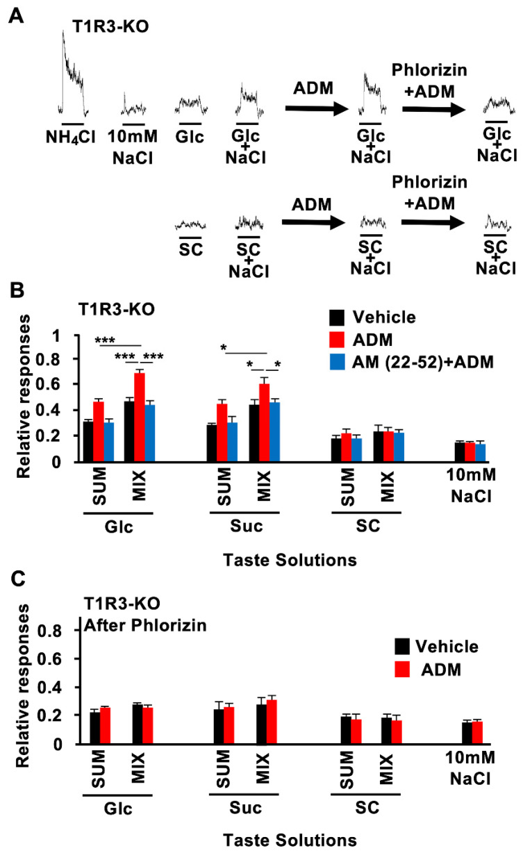 Adrenomedullin (ADM) enhanced synergistic responses to binary mixtures of sugars with 10 mM of NaCl in T1R3-KO mice. (A) Typical examples of CT nerve responses 10–30 min after i.v. injection of control (vehicle), 10−6 mol/kg b.w. of ADM with vehicle pretreatment (ADM), or 10−6 mol/kg b.w. of ADM with 1 mM of phlorizin pretreatment (phlorizin + ADM) in T1R3-KO mice. (B) CT nerve responses of T1R3-KO mice to 500 mM of glucose (Glc), 500 mM of sucrose (Suc), 1 mM of SC45647 (SC), and 10 mM of NaCl 10–30 min after administration of vehicle (black bars) or 10−6 mol/kg b.w. of ADM without (red bars) or with (blue bars) pretreatment with 10−7 mol/kg b.w. of AM (22–52) (n = 7~10). (C) After pretreatment with SGLT1 inhibitor phlorizin (1 mM, lingual application), CT nerve responses of T1R3-KO mice to Glc, Suc, SC, and 10 mM of NaCl 10–30 min after administration of vehicle (black bars) or 10−6 mol/kg b.w. of ADM (red bars) (n = 7~8). SUM shows the sum of the magnitude of CT nerve responses to each stimulus and to 10 mM of NaCl. MIX indicates the magnitude of mixture of each stimulus with 10 mM of NaCl. Asterisks show significant differences (* p < 0.05, *** p < 0.001; Turkey HSD test following one-way ANOVA (B)). Under pretreatment with phlorizin, significant differences were not shown between vehicle controls and ADM administration (C). All data are presented as means ± SEMs.