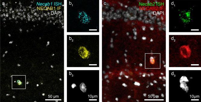 Colocalization of Necab1/2 RNAscope ISH signals and NECAB1/2 immunofluorescence staining (IF) pattern in hippocampal interneurons. (a–d) Combined ISH and IF visualizes Necab1/2 mRNA and NECAB1/2 protein distributions, respectively, and indicate the specificity of riboprobes and antibodies. Nuclei are stained with DAPI (white). (a) Low magnification confocal image shows a Necab1 mRNA-expressing (cyan) and NECAB1 protein-containing interneuron (yellow) in the stratum radiatum of the CA1 subfield of the hippocampus. (b1–b3) The same interneuron from the boxed area in (a) is depicted at higher magnification. (c) Necab2 mRNA (green) and NECAB2 protein (red) are also found to colocalize in a large stratum radiatum interneuron. (d1–d3) High magnification confocal image demonstrates high Necab2/NECAB2 levels within the same interneuron from the boxed area presented in (c).