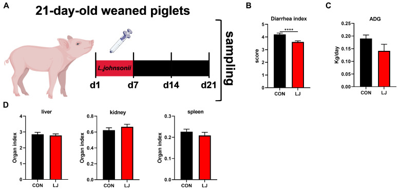 Effects of dietary L. johnsonii treatment on the diarrhea, daily weight gain, and organ index of weaned piglets. (A) Experiment scheme of L. johnsonii intervention; (B) Diarrhea index score; (C) ADG of piglets; (D) Organ index. Values are presented as the means ± SEM. ****, p < 0.0001.
