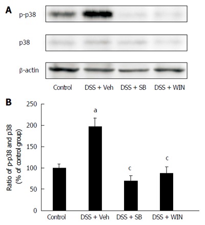 Expression of p38 phosphorylated form and p38 by western blot analysis. A: The collection of colonic tissues specimens from C57BL/6 mice in different experimental groups and the western blotting operation were conducted as described in the Materials and Methods; B: Representative strips from 4 separate experiments with similar results are presented. Semi-quantitative blot analysis of p-p38 and p38 was carried out using ImageJ software. Data are presented as mean ± SD (n = 4). aP < 0.05 vs control; cP < 0.05 vs dextran sulfate sodium (DSS) + vehicle (Veh). SB: SB203580; WIN: WIN55.