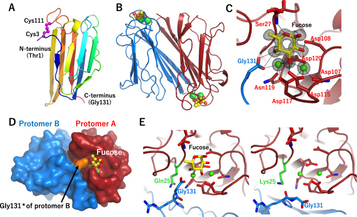 Crystal structure of ThC.A Ribbon diagram of the nThC monomer colored according to the sequence in blue at the N-terminus to red at the C-terminus. The disulfide bond between Cys3 and Cys111 is shown as a magenta ball. B Dimer structure of rThC in complex with Ca2+ (green ball) and fucose (ball-and-stick model, yellow: carbon, red: oxygen). C A close-up view of the fucose-binding site of rThC. The bound Ca2+ ions and fucose are shown as green balls and stick models, respectively. Residues are colored according to the chain as in (B). A Fo-Fc map of fucose and Ca2+ contoured at 3.0 σ is shown. D Pseudodomain swapping structure in dimeric rThC. Gly 131*, shown in orange, of one protomer intervenes in the other. E Structural comparison of the Ca2+-binding configuration between wild type (left) and Q25K (right). A close-up view of the fucose-binding site is shown. Individual protomers are shown in red and blue. The substituted residues (Q25 and K25) are shown in green.