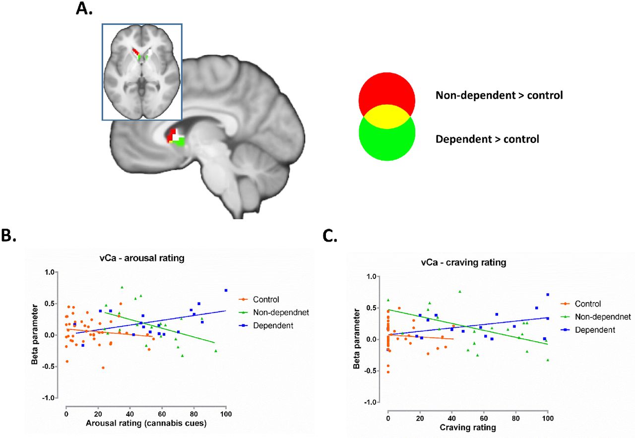 (A) displays overlapping voxels located in the ventral caudate (vCa, red: non-dependent > control, green: dependent > control, yellow: overlap, white: vCa mask). Ventral caudate cue-reactivity was positively associated with both cue-induced arousal (B) and craving (C) in dependent users. In non-dependent users, ventral caudate cue-reactivity was negatively correlates with arousal and craving.