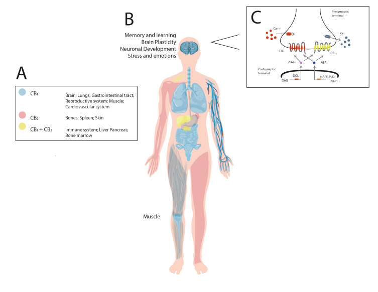 The endocannabinoid system. The drawing represents the distribution in human body of the endocannabinoid components, including the CB1 and CB2 cannabinoid receptors, as well as the biosynthesis and degradation enzymatic routes for arachidonoylethanolamine (anandamide, AEA) or 2-arachidonoylglycerol (2-AG) governed by the fatty acid amide hydrolase (FAAH) and monoacylglycerol lipase (MAGL), respectively. Once synthetized, AEA and 2-AG bind to the cannabinoid receptors via the involvement of membrane transporter (for AEA, anandamide membrane transporter [AMT]). As shown, the presence of the cannabinoid receptors in multiple physiological systems such as brain, lung, gastrointestinal tract, etc. (Panel A) suggest the modulatory role of both receptors in the control of a diversity of complex functions, including memory and learning, brain plasticity, neuronal development, stress and emotions, among many others (Panel B). In addition, the image illustrates that arachidonic acid-containing diacylglycerol (DAG), diacylglycerol lipase (DAGL) synthesizes 2-AG whereas NAPE (N-arachidonoyl phosphatidylethanolamine) and N-acyl phosphatidylethanolamine phospholipase D (NAPE-PLD) participates in the formation of AEA. Once released, both lipids (2-AG and AEA) bind and activate the cannabinoid receptors, which in turn, promotes calcium (Ca2+) influx and potassium (K+) efflux for modulating neurotransmission (Panel C). (A higher resolution/colour version of this figure is available in the electronic copy of the article).