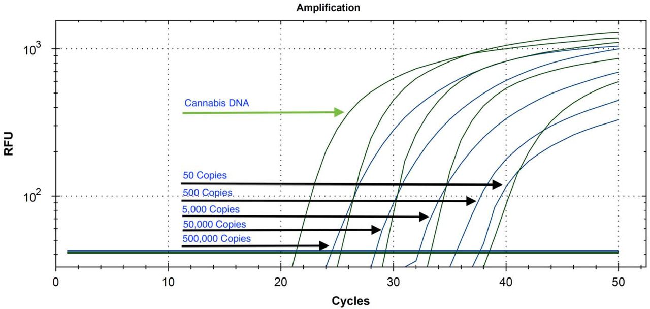 Serial dilution of plasmid SARs-CoV-2 DNA from 500,000 copies to 50 copies with cannabis internal control multiplexed on a Bio-Rad CFX-96.