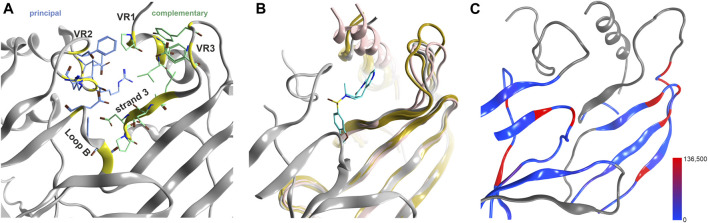 Novel binding site at the upper ECD interface of GlyR α3. (A) the binding site from 5TIO with pocket forming segments labeled (see Supplementary Figure S4 for the topology) and amino acids displayed in stick rendering. (B) 5TIO (in grey) with the ligand AM-3607 bound at the novel pocket in superposition with closely homologous proteins glycine α2 (5BKF chain D in gold), glycine β (5BKF chain E in blue), GABAA α1 (6X3V chain B in pink) and GABAA β2 (6X3V chain C in red) at the complementary subunit to show the structural variability in VR3. (C) Amount of variants across all genes of interest in the region of this binding site mapped onto 7EKT. Ribbon heatmap represents the sum of minor allele counts per 100,000 at each aligned position. Variable regions, where the 44 subunits cannot be aligned to a single reference structure, are shown in gray.