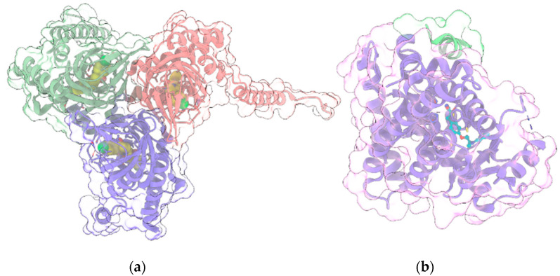 (a) Crystal structure (PDB entry: 6DJZ) of the 3:3 complex between σ1R (light green, red and violet ribbon and transparent surface for the three protein monomers) and the antagonist haloperidol (“sphere” representation with yellow C atoms); (b) Crystal structure (PDB entry: 5YCP) of the complex of PPARγ (light violet ribbon and transparent surface) with the agonist rosiglitazone (ball and stick with cyan C atoms) and the nuclear receptor coactivator 1 peptide (light green ribbon and transparent surface). In all panels, protein sidechains contacting ligands within 5 Å are shown as sticks. Oxygen, nitrogen, sulfur and chlorine atoms in ligands and visible protein sidechains are colored red, blue, yellow and green, respectively.