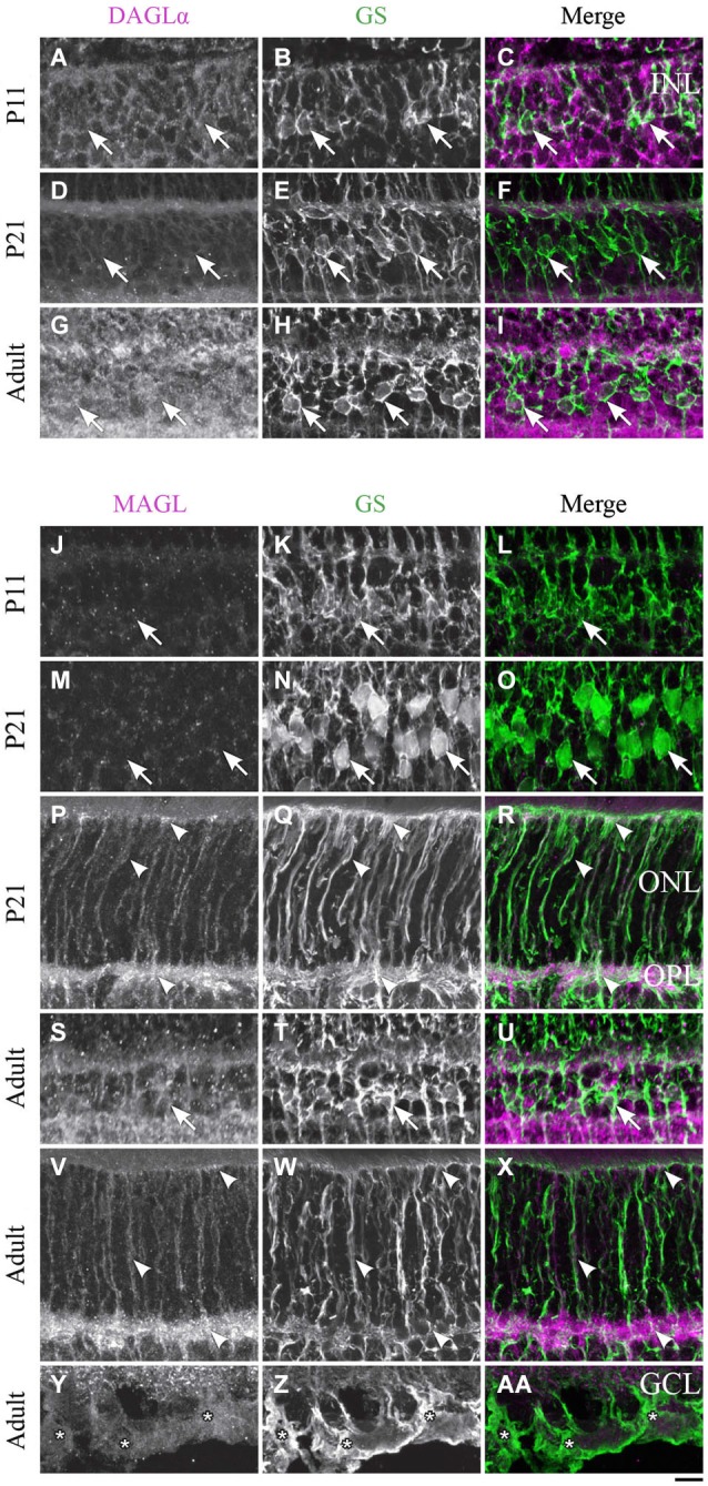 DAGLα and MAGL immunoreactivity in Müller cells. (A–AA) confocal micrographs of P11, P21 and adult rat retinas co-immunolabeled for DAGLα (A–I) or MAGL (J–AA) and the cell-type specific marker for the Müller cells, glutamine synthetase (GS). DAGLα is not expressed in the cell bodies (arrows), or any part of the Müller cells. MAGL is not detectable in the cell bodies of the Müller cells (J–O, S–U). MAGL is localized in the outer (P–R, V–X) and inner (Y–AA) processes of the Müller cells from P11 to the adult age. INL, inner nuclear layer; ONL, outer nuclear layer; OPL, outer plexiform layer; GCL, ganglion cell layer. Scale bar = 10 µm.
