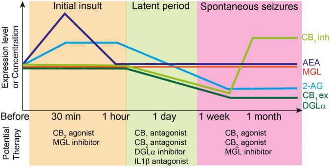 Top: Changes in the levels of endocannabinoids and molecules related to endocannabinoid signaling during epileptogenesis. Each line represents relative changes from the level before the initial insult such as status epilepticus and febrile seizures. CB1ex and CB1inh indicate expression level of CB1 receptors at excitatory and inhibitory synapses, respectively. Initial insult increases the 2-AG and AEA levels, which induces the subsequent decrease in the expression levels of several endocannabinoid-related molecules such as DGLα and CB1 receptors during latent period. After the onset of spontaneous seizures, the expression level of CB1 receptors at excitatory synapses and that of DGLα remain decreased, whereas that of CB1 receptors at inhibitory synapses increases beyond the level before initial insult. The 2-AG level is also decreased presumably due to the decreased expression of DGLα. Bottom: potential therapy for the prevention of epileptogenesis or seizures at each stage of epileptogenesis.