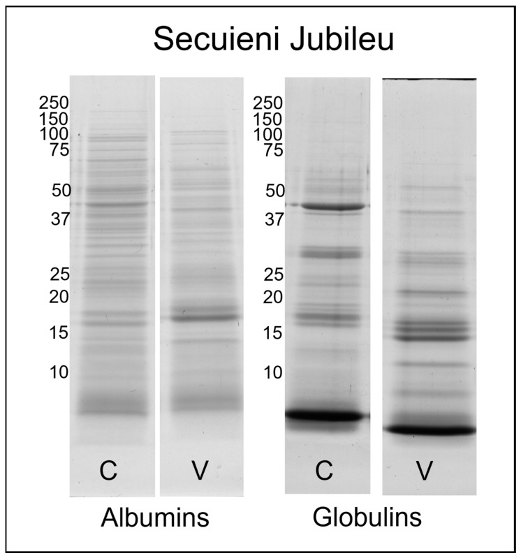 SDS-PAGE profile of albumin and globulin extracts obtained from Secuieni Jubileu certified (C) and harvested seeds from the field of Viganella (V). The molecular weights (left) are expressed in kDa.