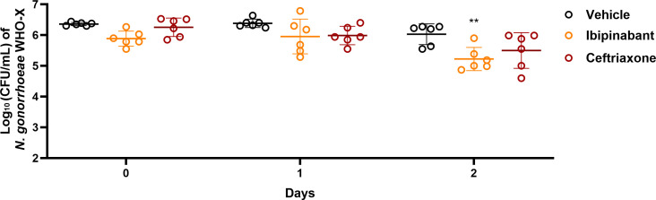 Grouped scatter plot tracking N. gonorrhoeae infection levels in mice over time. Ibipinabant and ceftriaxone treatments demonstrate significant bacterial clearance compared to vehicle control.