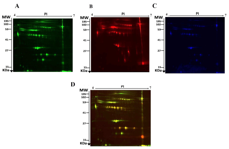 Representative fluorescent proteins of a two-dimensional difference in gel electrophoresis (2D-DIGE) containing serum sample from Control labeled with Cy3 (A), Cannabis labeled with Cy5 (B), Pooled internal control labeled with Cy2 (C), and merged image (D).