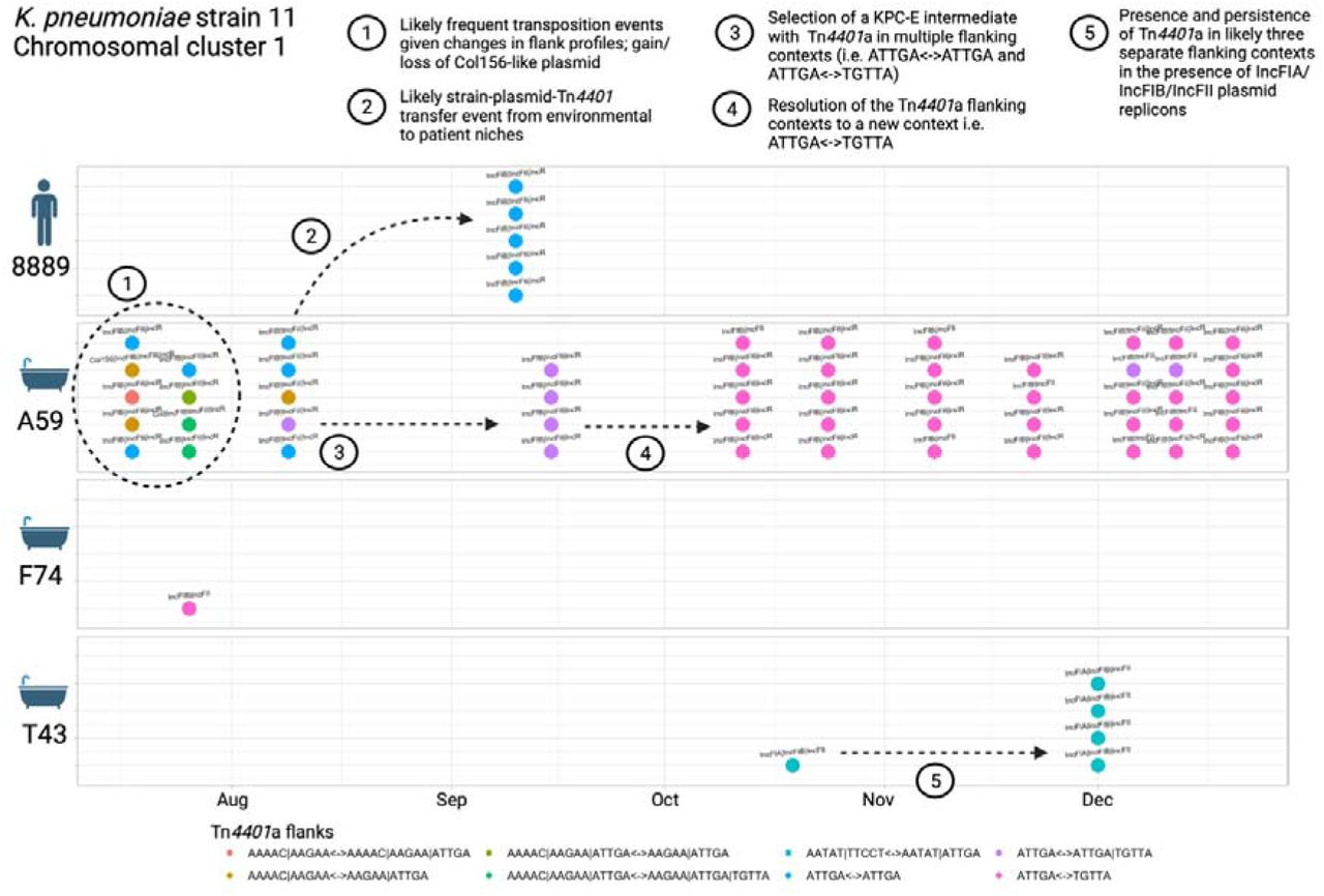 Klebsiella pneumoniae strain 11 cluster - features of population structure and transmission dynamics – multiple Tn4401 transposition events.Examples of possible transmission/genetic events are annotated on the figure. Each isolate sequenced is represented as a dot, with colour denoting the TSS profiles observed. Plasmid replicon profiles are annotated as text.