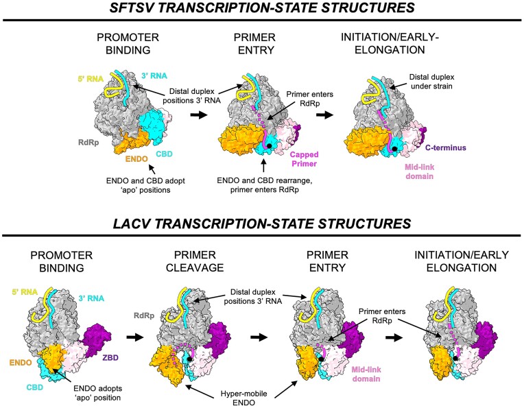 Structure-based models of SFTSV and LACV transcription. L protein structures are displayed as surface with key domains coloured according to the following colour scheme: endonuclease (orange), cap-binding domain (cyan), mid-link domain (light pink), and C terminus (purple). In LACV, the C terminus is the zinc-binding domain (ZBD). The remaining protein is coloured grey. RNAs are represented by coloured solid/dashed lines and coloured either yellow (5′ RNA), cyan (3′ RNA), magenta (product/primer RNA). Key features are indicated. This process overview only includes states with known structural evidence for phenuiviruses and peribunyaviruses and therefore misses some steps such as primer-cleavage and termination.