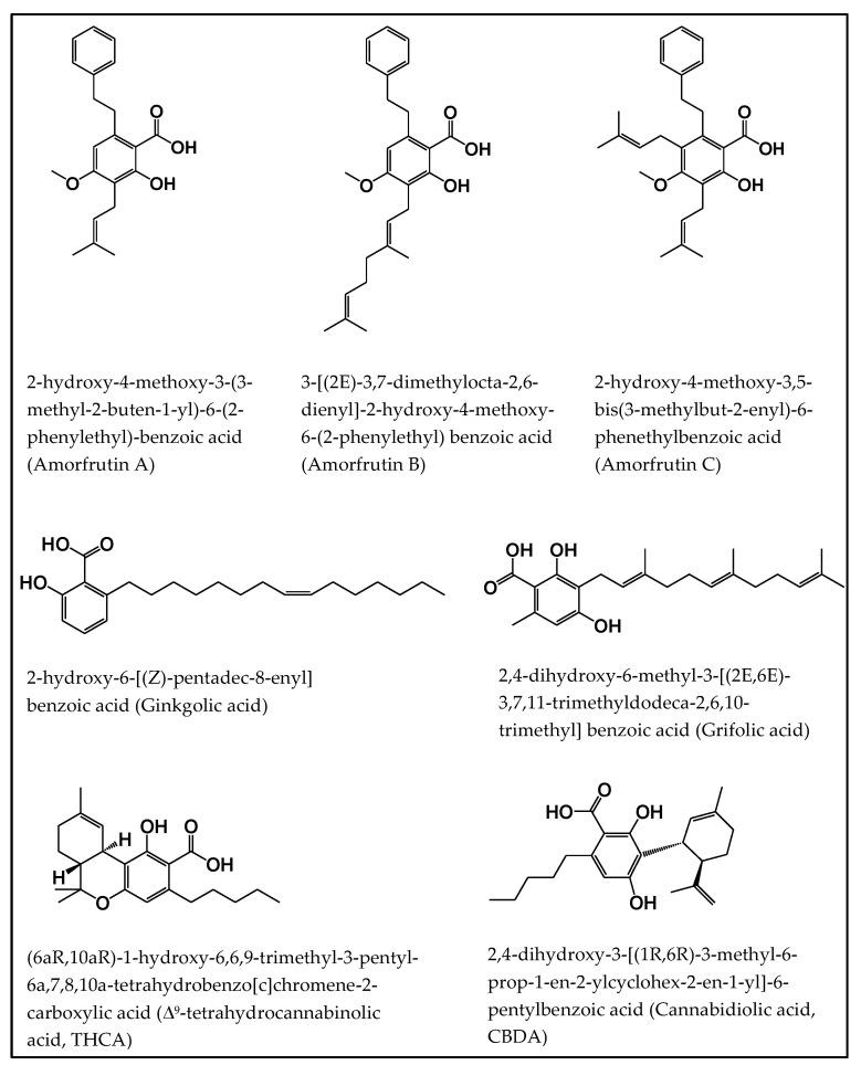 Chemical structures of our focused natural salicylates. Distinct phenyl moieties are contained in amorfrutins (A, B and C), THCA and CBDA, whereas fatty acids-based residues are contained in amorfrutins (A, B and C), gingkolic acid, grifolic acids, THCA and CBDA.