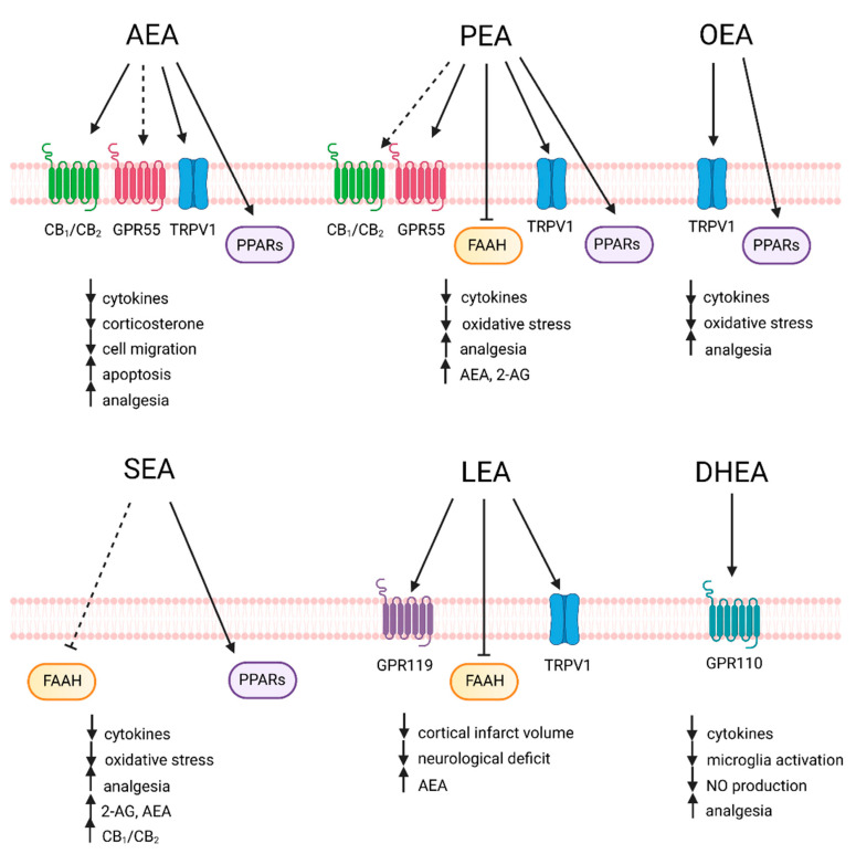 Signaling pathway and anti-inflammatory actions of NAEs. Arachidonoylethanolamide (AEA) signals via the cannabinoid receptors CB1/2, the non-cannabinoid G protein coupled receptor (GPR)55, the transient receptor potential cation channel subfamily V member 1 (TRPV1), and the peroxisome proliferator-activated receptor (PPAR)-α and γ. Palmitoylethanolamide (PEA) has been shown to inhibit the fatty acid amide hydrolase (FAAH) and to signal via GPR55, TRPV1, and PPAR-α, while CB1/2binding is still controversial. Oleoylethanolamide (OEA) activates TRPV1 and PPAR-α, while stearoylethanolamide (SEA) inhibits FAAH and activates PPAR-α. Linoleylethanolamide (LEA) was shown to activate TRPV1, GPR119, and to inhibit FAAH, while docosahexaenoylethanolamide (DHEA) signaling involves the activation of GPR110.