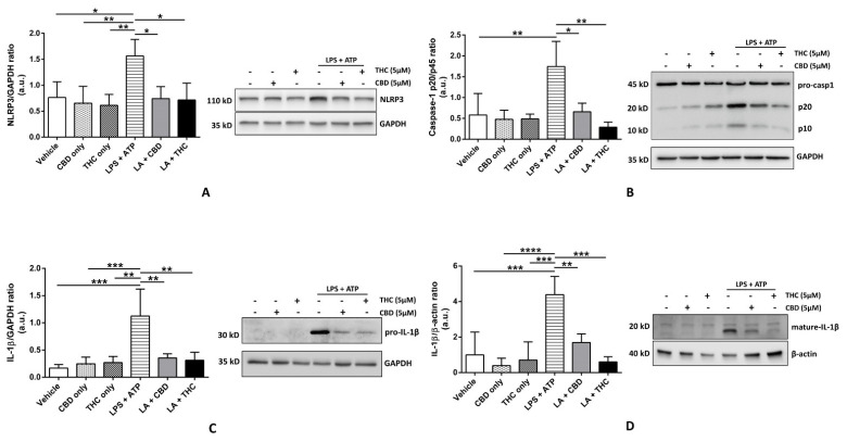 Effect of cannabinoids on the expression of NLRP3 inflammasome proteins in THP-1 macrophages. (A): CBD and THC decreased the expression of NLRP3 after LPS + ATP stimulation in THP-1 macrophages: Representative Western blots of NLRP3 and GAPDH bands and the quantification of the same using one-way ANOVA with Tukey’s multiple-comparison test. Four independent experiments (n = 3–4) of THP-1 cell lysates obtained after pre-treatment with CBD or THC for 30 min and LPS stimulation for 3 h followed by ATP for 1 h were analyzed, and data are expressed as means ± SD; * p < 0.05, ** p < 0.01. (Abbreviation: LA: LPS + ATP). (B): CBD and THC decreased the ratio of the expressions of caspase-1 p20/p45 after LPS + ATP stimulation in THP-1 macrophages: Representative Western blots of caspase-1 p45 (pro-caspase1), p20, and GAPDH bands and the quantification of caspase-1 p20/p45 ratio using one-way ANOVA with Tukey’s multiple-comparison test. Four independent experiments (n = 4) of THP-1 cell lysates obtained after pre-treatment with CBD or THC for 30 min and LPS stimulation for 3 h followed by ATP for 1 h were analyzed, and data are expressed as means ± SD; * p < 0.05, ** p < 0.01. (Abbreviation: LA: LPS + ATP). (C): CBD and THC decreased the expression of pro-IL-1β after LPS + ATP stimulation in THP-1 macrophages: Representative Western blots of pro-IL-1β and GAPDH bands and the quantification of the same using one-way ANOVA with Tukey’s multiple-comparison test. Four independent experiments (n = 4) of THP-1 cell lysates obtained after pre-treatment with CBD or THC for 30 min and LPS stimulation for 3 h followed by ATP for 1 h were analyzed, and data are expressed as means ± SD; ** p < 0.01, *** p < 0.001. (Abbreviation: LA: LPS + ATP). (D): CBD and THC decreased the expression of mature IL-1β after LPS + ATP stimulation in cell supernatants of THP-1 macrophages: Representative Western blots of mature-IL-1β and β-actin bands and the quantification of the same using one-way ANOVA with Tukey’s multiple-comparison test. Four independent experiments (n = 4) of THP-1 cell supernatants obtained after pre-treatment with CBD or THC for 30 min and LPS stimulation for 3 h followed by ATP for 1 h were analyzed, and data are expressed as means ± SD; ** p < 0.01, *** p < 0.001, **** p < 0.0001. (Abbreviation: LA: LPS + ATP).
