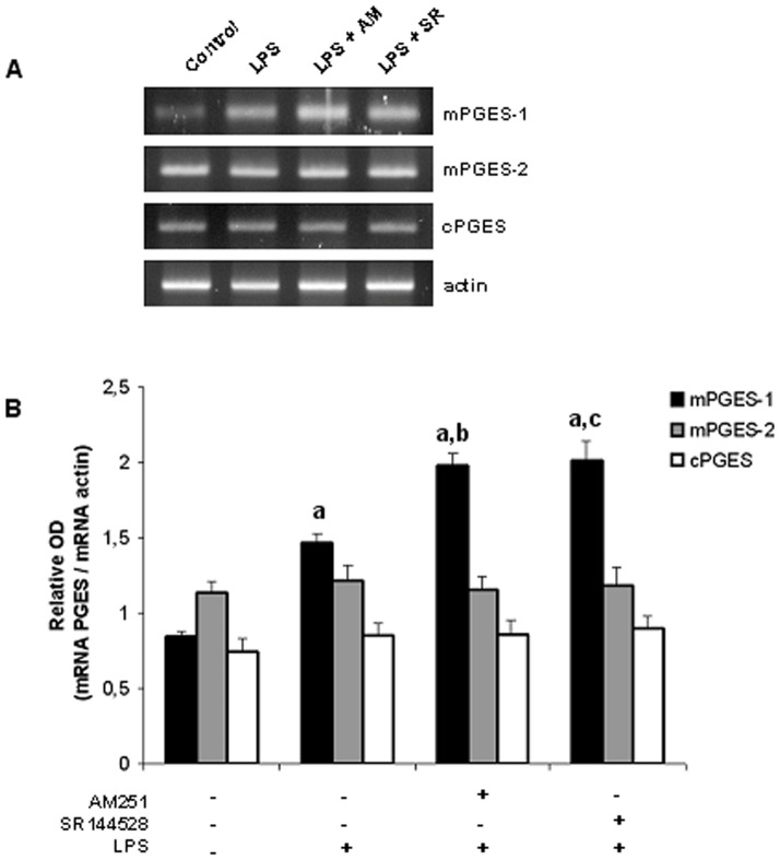Endocannabinoids modulate mPGES-1 mRNA levels.Densitometric analysis and mRNA expression of PGES isoforms. Uterine explants were incubated with LPS alone (1 ug/ml), LPS plus AM251 (10 nM) or LPS plus SR144528 (10 nM) for 24 h. A) One representative gel is shown. B) Densitometric analysis. ANOVA test. a, p<0.001 vs control; b, p<0.01 vs LPS; c, p<0.001 vs LPS. n = 5.
