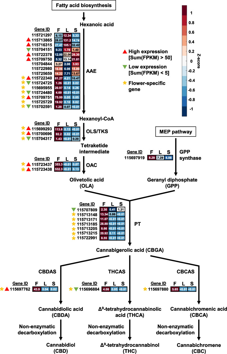 Expression of full-length cannabinoid biosynthetic pathway genes in various hemp Cheungsam plant tissues. Expression levels are represented by both Z-score and FPKM value. Red color indicates high Z-score while blue color indicates low Z-score. Each row represents a gene homolog. The number in each box represents FPKM value. Sum(FPKM) refers to total FPKM from flower, leaf, and stem samples. Flower-specific gene is defined as expression in flowers samples being more than five-fold than leaf or stem samples. AAE, ACYL-ACTIVATING ENZYME. OLS/TKS, OLIVETOL SYNTHASE/TETRAKETIDE SYNTHASE. OAC, OLIVETOLIC ACID CYCLASE. PT, AROMATIC PRENYLTRANSFERASE. CBDAS, CBDA synthase. THCAS, THCA synthase. CBCAS, CBCA synthase. F, flower. L, leaf. S, stem