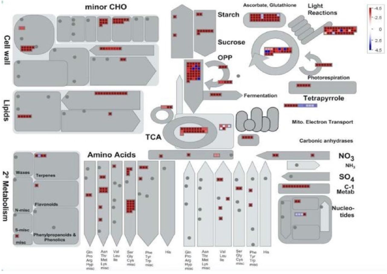 Mapman batch classification of proteins relating to metabolism in trichome Stalks vs Flowers. Fold change differences in a protein’s abundance is indicated by the legend key where blue represents proteins found more abundant in glandular trichome stalks, white indicates no change in a protein’s abundance, and red indicates proteins found preferentially abundant in late-stage flowers.