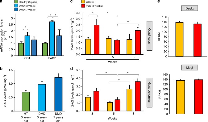CB1 and PAX7 expression and 2-AG levels in dystrophic muscles. a mRNA expression levels of CB1 and PAX7 in muscle samples of healthy children (HT, controls n = 3) or DMD donors of 3 (n = 4) and 7 (n = 4) years. b Measurement of the endogenous levels of 2-AG in muscle samples of the same healthy and DMD donors. Time course of the endogenous levels of 2-AG in the quadriceps (c) and gastrocnemius (d) muscle of control (dark yellow; n = 8) and mdx (red columns; n = 8) mice. The levels of 2-AG are expressed as pmol mg−1 of wet tissue weight. *P ≤ 0.05 vs. control group, determined by Student’s t test. e The bar graphs show RPKM (Reads Per Kilobase of transcript per Million mapped reads) normalized values for the Daglα and Magl genes obtained from RNA-seq analysis in satellite cells isolated from 8-week-old wt (n = 4) and mdx mice (n = 4)