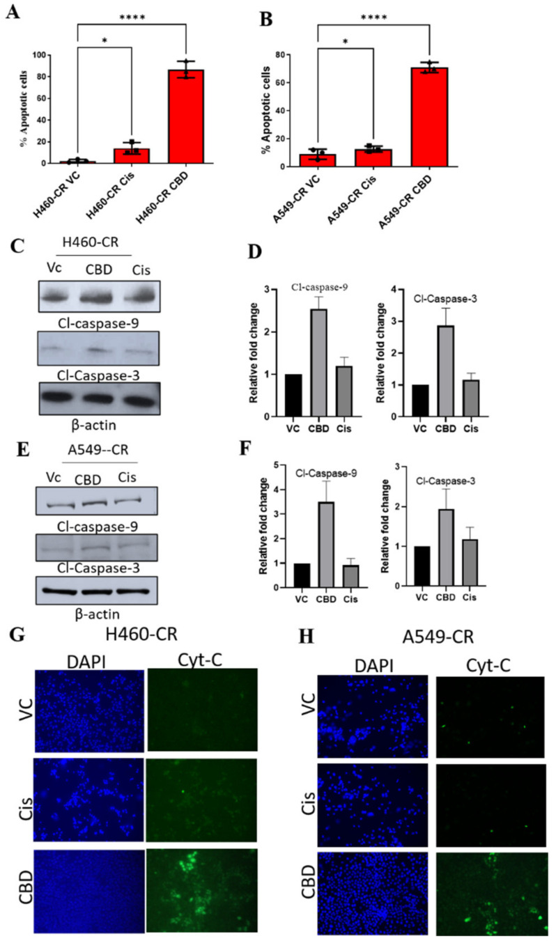 CBD-mediated induction of apoptosis in CR NSCLC cells. (A) H460-CR or (B) A549-CR cells were treated with VC, cisplatin, or CBD. Percentage apoptotic cells were analyzed using Annexin-V and 7-AAD staining and analyzed by flow cytometry analysis. (C,E) H460-CR or A549-CR cells treated with VC or CBD or Cisplatin and cell lysates were evaluated for caspase 3 and caspase 9 apoptotic markers by Western blot analysis. β-actin was used as loading control. (D,F) Graphs represents densitometric ratio in fold change for H460-CR or A549-CR respectively. (G), H460-CR or (H) A549-CR cells were treated with VC, cisplatin, or CBD, and cytochrome-c release was measured by immunofluorescence, all the images were taken at 10X magnification. Data are represented as Mean S.D (* p < 0.01, **** p < 0.0001 using one-way ANOVA).