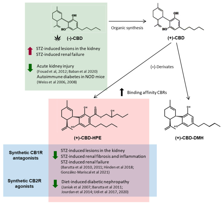 Summary of the action of the natural (phyto-) and synthetic cannabidiol (+)-derivatives on different models of diabetic nephropathy.