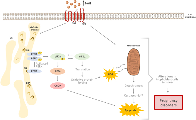 Alterations in 2-AG levels may condition placentation through ER-stress and apoptosis activation: a proposed model. The endocannabinoid 2-AG through cannabinoid receptor 2 (CB2) signalling induces ER-stress and UPR via PERK arm, activating the PERK/eIF2α/ATF4/CHOP pathway leading to ROS generation and apoptosis. Moreover, as we previously reported, 2-AG is also involved in caspase -3/-7 activation and plays a role in trophoblast syncytialization. The signalling pathways involved in ER-stress and UPR play key roles in the normal trophoblast apoptosis and syncytialization. Changes in 2-AG levels/cannabinoid signalling may disturb those processes and therefore the normal trophoblast turnover and promote altered placentation and consequently pregnancy disorders, such as preeclampsia and IUGR.