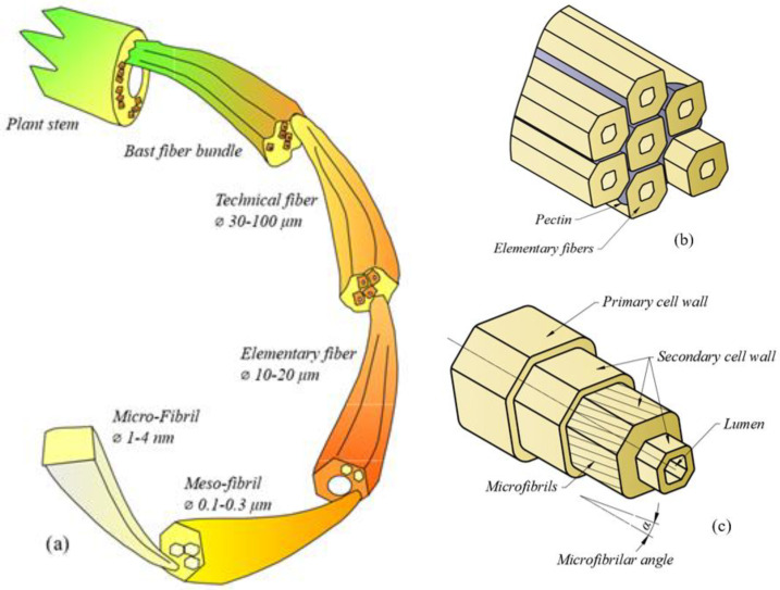 (a) Bast plant structure (adapted from [35]); (b) structure of fiber bundle; and (c) structure of elementary bast fiber.