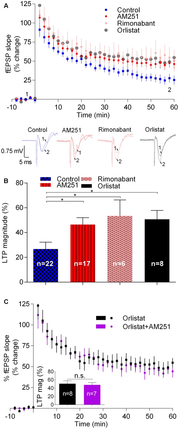 Endocannabinoids inhibit LTP induced by weak-θ-burst stimulation (five trains of 100 Hz, 4 stimuli, separated by 200 ms). (A) Time course of the averaged fEPSP slopes in control conditions (no drugs) or in the presence of 1 μM AM251 (CB1R inverse agonist), 1 μM Rimonabant (CB1R antagonist), or 10 μM Orlistat (a fatty acid synthesis inhibitor). Data are represented as % of the averaged fEPSP slope recorded for 10 min before LTP induction, which were taken as zero%. Original traces taken from representative individual experiments and recorded during the baseline (1) and 50–60 min after weak-θ-burst induction (2) are shown below the time course panel. Each trace is composed by the stimulus artifact, followed by the presynaptic volley and the fEPSP. (B) Quantification of LTP magnitude under the indicated drug conditions. LTP magnitude was quantified as the % increase in fEPSP slope recorded at the 50–60 min after LTP induction, compared to the value recorded during the 10 min immediately before LTP induction; zero% represents no LTP and 100% would correspond to fEPSP slopes (at 50–60 min after LTP induction) twice the value recorded before LTP induction. ∗p < 0.05 (F(4,51) = 2.986, one-way ANOVA with Sidak’s correction). (C) Non-additivity of the facilitatory action of AM251 and Orlistat, when added together. Data are represented as time course of fEPSP slopes and inset shows average LTP magnitude (LTP mag, defined as in B) in the two conditions, the color of the bars corresponding to the color of the symbols in the time course. Data for Orlistat in (A) and (C) (time course) and in (B) and (C) (LTP magnitude) are repeated to allow comparison between the action of Orlistat in the absence or presence of AM251. All values are mean ± standard error of mean (SEM) from n experiments; n values are indicated on the bars. F(7,6) = 1.8, ns: p > 0.05 (Student’s t-test).