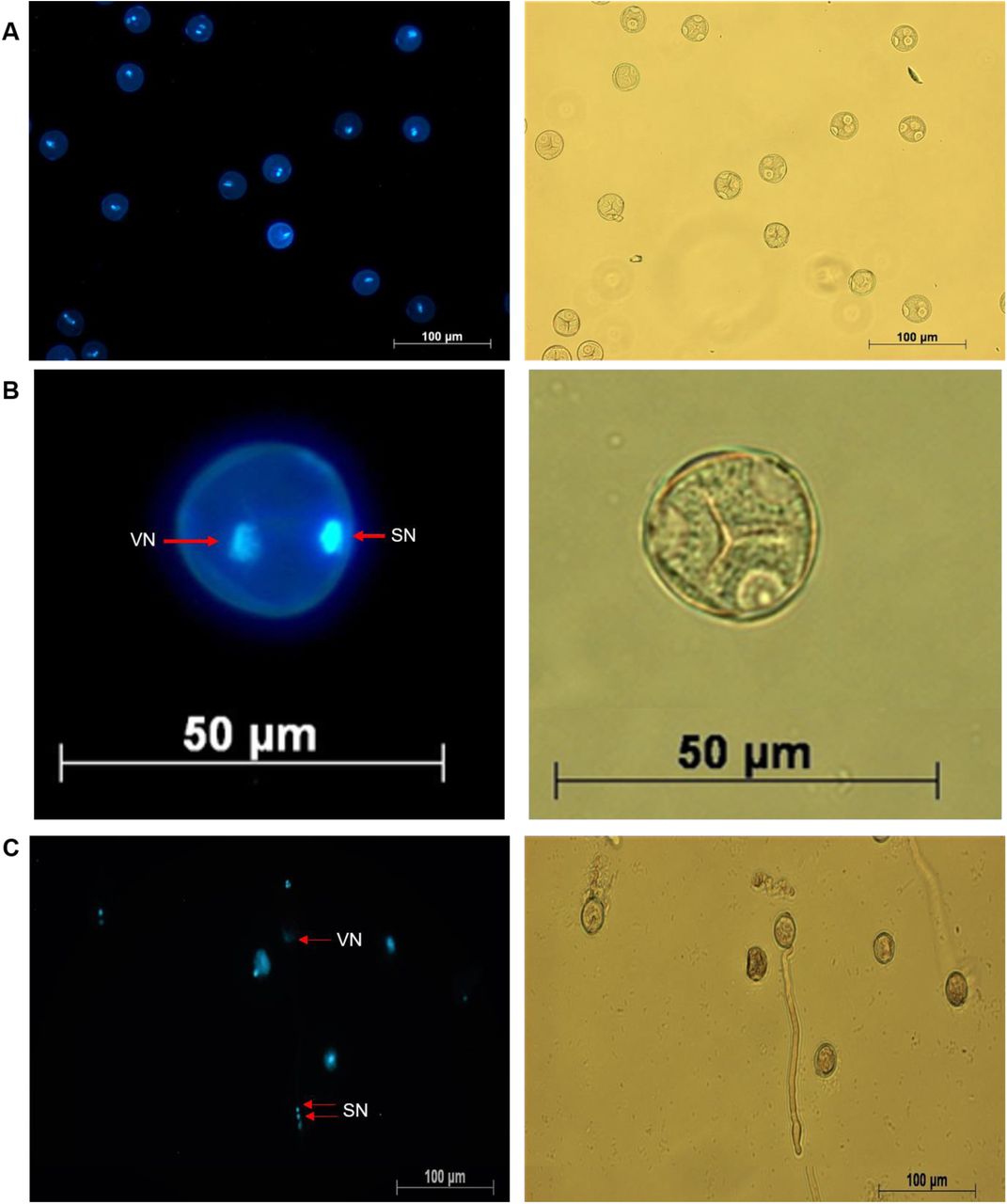 Visualization of cannabis pollen at different stages of germination using DAPI staining. Both the sperm (SN) and the vegetative nuclei (VN) are visible at the bicellular stage prior to pollen tube germination (A,B). Image C represents a germinated cannabis pollen cell with the migrating two sperm nuclei indicated by the red arrows. Images on right side panel represent the phase contrast view of respective left image. Images were acquired using an inverted fluorescent microscope (Zeiss Axio Observer Z1, Germany).