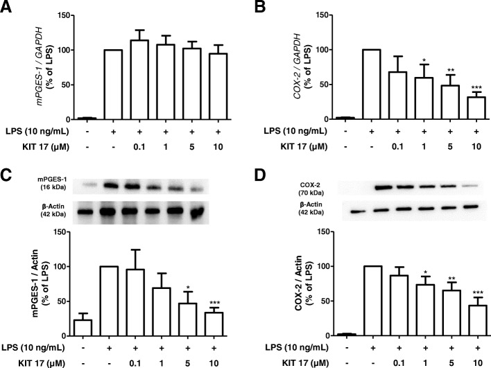 Effects of KIT 17 on mRNA expression and protein synthesis of mPGES-1 (a, c) and COX-2 (b, d) in LPS-stimulated primary microglial cells. a, b Cells were pre-treated with different concentrations of KIT 17 for 30 min before stimulating with LPS. After 4 h, mPGES-1 (a) and COX-2 (b) were measured by qPCR. Western blot analysis of protein levels of mPGES-1 (c) or COX-2 (d) in cells pre-treated with different concentrations of KIT 17 for 30 min following LPS stimulation for 24 h. Protein levels were normalized to β-actin loading control (n = 3–4). *p < 0.05, **p < 0.01, and ***p < 0.001 with respect to LPS (one-way ANOVA followed by the Newman-Keuls post hoc test)