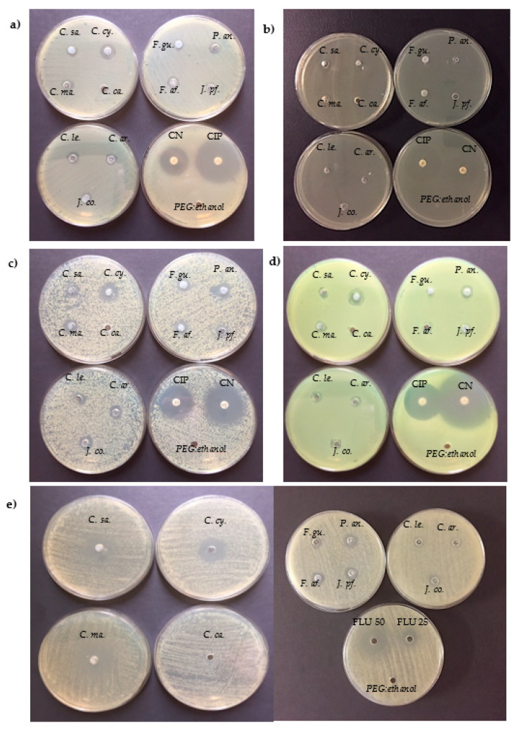Representative images of growth inhibition diameter (GID; mm) produced by the eleven essential oils (EOs, 10% v/v) against E. coli ATCC 35218 (a), L. monocytogenes ATCC 7644 (b), S. aureus ATCC 29213 (c), P. fluorescens DSM 4358 (d), and C. albicans ATCC 10231 (e) determined by AWDM. GID of antibiotics (gentamicin 10 µg and ciprofloxacin 5 µg) or antifungal (fluconazole 50 µg and 25 µg) as well as PEG:ethanol 50% (used as vehicle) were also presented. C.sa, Cannabis sativa; C.ca., Carum carvi; C.ma., Crithmum maritimum; C.cy., Cuminum cyminum; C.le; x Cupressocyparys leylandii; C.ar., Cupressus arizonica; F.a.f., Ferula assa-foetida; F.gu., Ferula gummosa; J.co., Juniperus communis; J.pf., Juniperus x pfitzeriana; P.an., Pimpinella anisum.