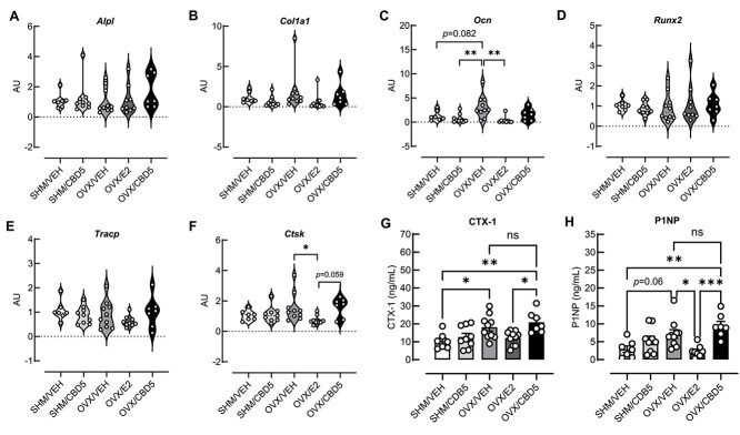 Gene expression analysis of (A) alkaline phosphatase (Alpl), (B) type I collagen (Col1a1), (C) osteocalcin (Ocn), and (D) Runt-related transcription factor 2 (Runx2), which encode proteins involved in bone formation, (E) tartrate-resistant acid phosphatase type 5 (Tracp) and (F) cathepsin K (Ctsk), which encode proteins involved in bone resorption, and the concentration of serum bone turnover markers, (G) the COOH-terminal telopeptide of type I collagen (CTX-1) and (H) NH2-terminal propeptide of type I procollagen (P1NP), are presented in the following experimental groups: SHM/VEH, SHM/CBD5, OVX/VEH, OVX/E2, and OVX/CBD5. Statistical significance was determined using one-way ANOVA with Tukey’s multiple comparison test; *p < .05, **p < .01, ns = not significant (n = 7-10 per group).
