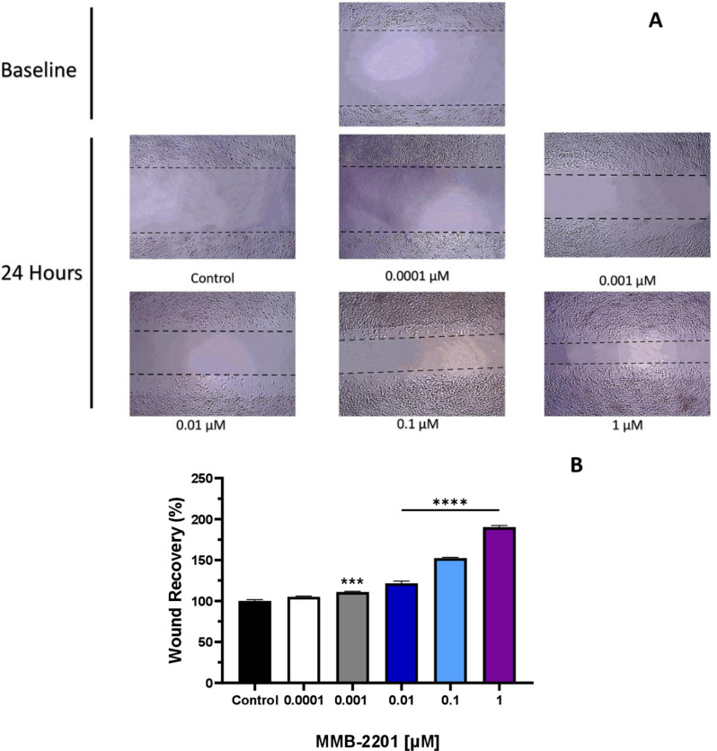 The synthetic cannabinoid MMB-2201 promoted the migration rate of endothelial cells. A wound was introduced in the confluent endothelial monolayer in 12-well plates. Different concentrations of MMB-2201 were incubated with the cells for 24 h. (A) Microscopic images of migrated HBEC-5i cells were captured at baseline (Zero time) and after 24 h. (B) Quantitative analysis of the migration data revealed a significant increase in cell migration in cells treated with different concentrations of MMB-2201. Data are presented as mean ± SEM (n = 3). (***) indicates p < 0.001. (****) indicates p < 0.0001