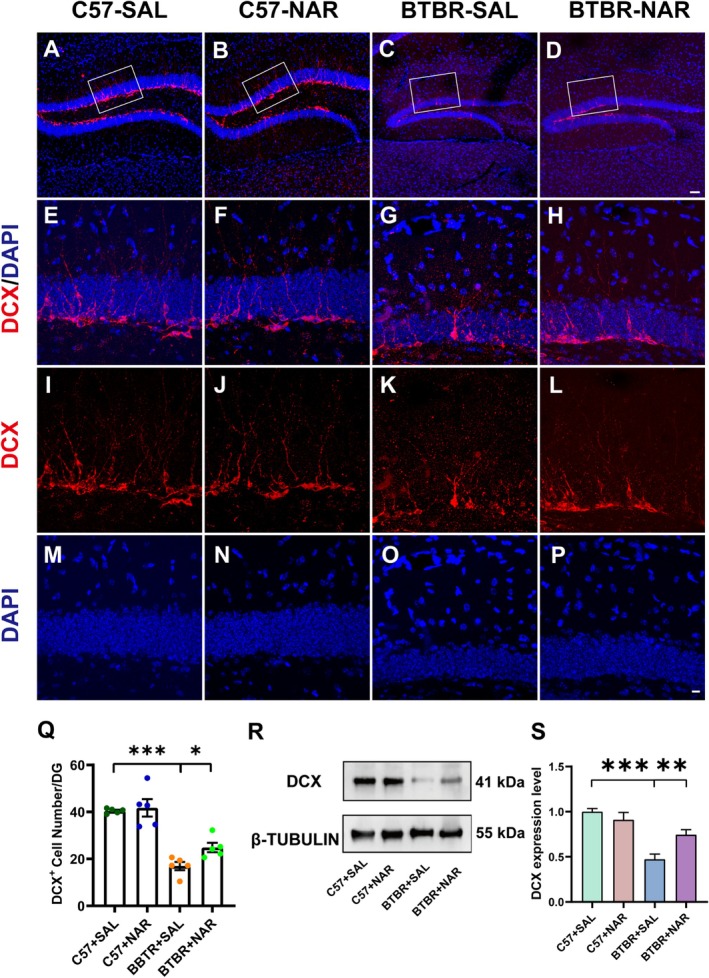 Naringin treatment enhanced DG neurogenesis in BTBR mice. (A–D) Representative images of DCX‐positive cells in the DG of four groups of mice. (E–P) High‐magnification images showing immunolabeled DCX (in red), DAPI (in blue), and colocalization of DCX+/DAPI+ cells. (Q) Quantifying the number of DCX+ cells in the DG. N = 5. (R) Representative Western blot analysis of DCX expression in the hippocampus of mice within each group. (S) Quantification of DCX protein level in the hippocampus. N = 4. The scale bar = 50 μm is shown in (D) and applied to (A–D). The scale bar = 10 μm, is shown in (P) and applied to (E–P). Data are presented as mean ± SEM. *p < 0.05, **p < 0.01, ***p < 0.001.