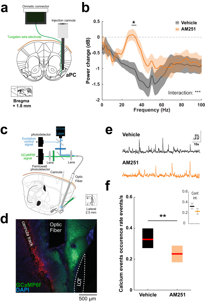 Effect of local CB1 receptor blockade on gamma oscillations and spontaneous calcium events in the anterior piriform cortex.a Schematic of the implanted device: a tungsten wire electrode is attached to a local injection cannula for LFP monitoring in the vicinity of local drug infusion in freely moving mice. Adaptation from Paxinos and Watson mouse brain atlas. b Mean change in power spectrum induced by Vehicle (black) or AM251 (orange) local injections. Means, bold lines; SEM, shaded areas. Two-way ANOVA interaction: ***P < 0.001. Horizontal line indicates post-hoc t tests with Bonferroni correction: *P < 0.05. n = 14 sessions from 8 mice for both Vehicle and AM251. c Schematic of the experimental approach: fiber photometry system to record anterior piriform cortex (aPC) excitatory cells calcium signal (GCaMP6f is expressed under CamKII promoter) following local drug delivery in vivo. Adaptation from Paxinos and Watson mouse brain atlas. d Histological sagittal section showing the recording/injection site. Blue, DAPI; green, GCaMP6f; red, autofluorescence with position of injection cannula. Similar histological verifications were conducted in all recorded mice. e Example of spontaneous calcium events monitored following local injection of Vehicle and AM251. f Median occurrence rate of spontaneous calcium events. Vehicle 0.33 [0.27 0.40] events/s vs AM251 0.23 [0.18 0.29] events/s. Two-sided Mann–Whitney test: **P = 0.002; n = 16 and 20 hemispheres from 8 and 10 mice for Vehicle and AM251, respectively. Boxplots and values in the legend represent median and 25–75th percentiles ([lower bound upper bound]). Source data are provided as a Source Data file.