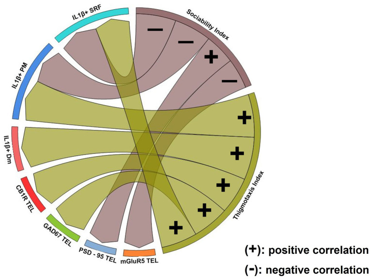 Chord diagram obtained from Spearman’s correlation analysis showing the relationship between social withdrawal and anxiety-like behavior, excitation/inhibition imbalance and excessive IL-1β expression. Links indicate strong positive (+) and negative (−) significant correlations, with “r” values above 0.6 or below −0.6, respectively. Notice that glutamatergic dysfunction was associated with social withdrawal behavior whereas GABAergic and endocannabinoid system dysfunction was associated with increased anxiety. Excessive IL-1β expression in Dm was associated with anxiety-like behavior while in PM and SRF was linked both to social withdrawal and increased anxiety. p ≤ 0.05.