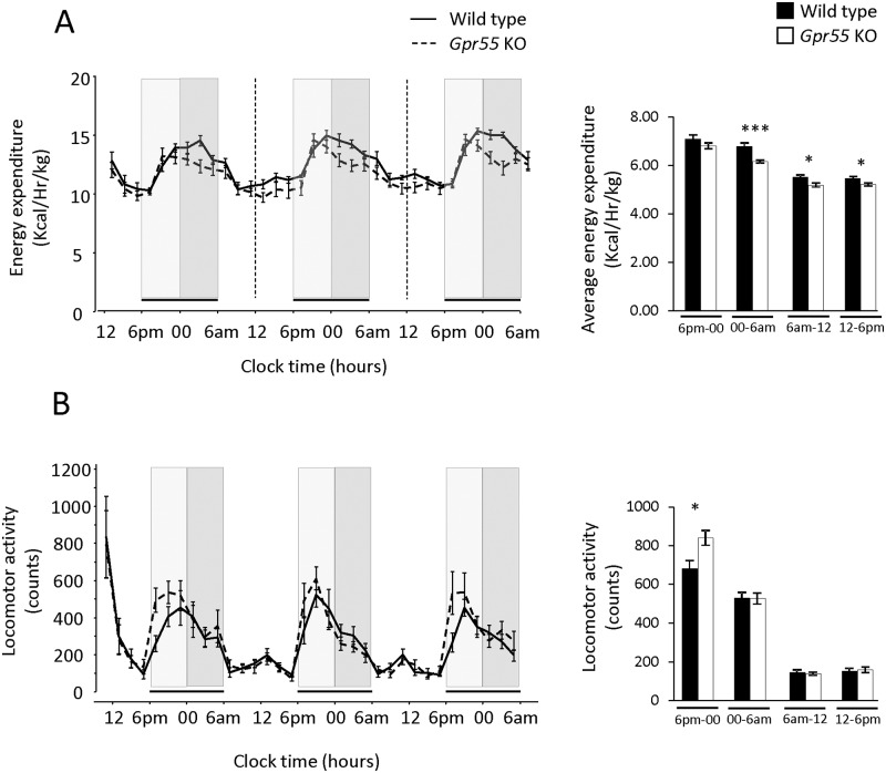 Energy expenditure and locomotor activity.(A) Energy expenditure (EE, kcal hr-1 kg-1) and (B) locomotor activity was continuously assessed over 72 hours at a thermoneutral temperature in Gpr55 KO (n = 8) and corresponding WT (n = 7) mice. Light and dark grey bars indicate initial (6pm– 00) and late (00—6am) part of the night time respectively. Statistical analysis was done by 2-Way ANOVA for repeated measures with time and genotype as factors. Bar charts to the right of the line charts show average night time EE (panel (A)) and average night time locomotor activity (panel (B)). Statistical comparisons of the averaged data was done by Student′s t-test. * p < 0.05; *** p < 0.001.