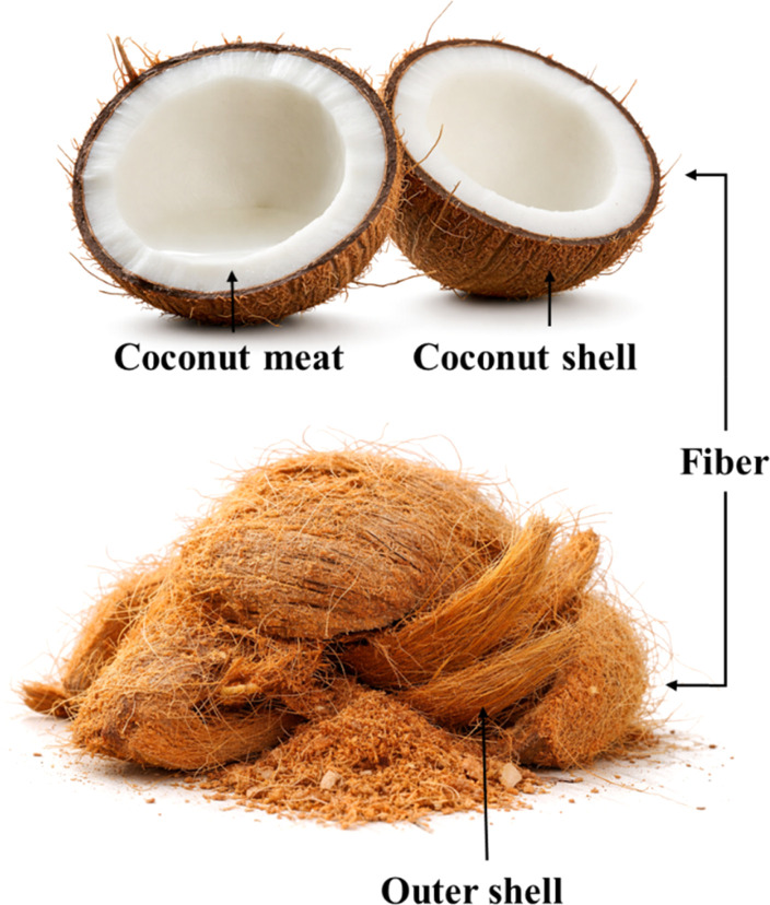 Anatomical layers of the coconut highlighting the fibrous husk used for coir fiber extraction.