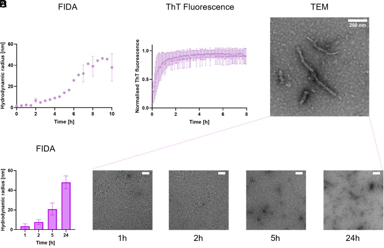 Aggregation of TauRD over time. (A) Hydrodynamic radius (Rh) of TauRD amyloid species made from 20 µM monomers as determined with FIDA. Representative figure shown of N = 3. (B) In parallel, aggregation was monitored with a ThT assay. Average of triplicate measurement shown, N = 3. (C) Representative transmission electron microscopy (TEM) images of Tau fibrils after 24 h of aggregation. (D) Parallel experiments of TauRD aggregation monitored with FIDA (Left) and TEM at 1, 2, 5, and 24 h. Average data shown of duplicate measurements. Scale bar in the Upper Right corners correspond to 200 nm.