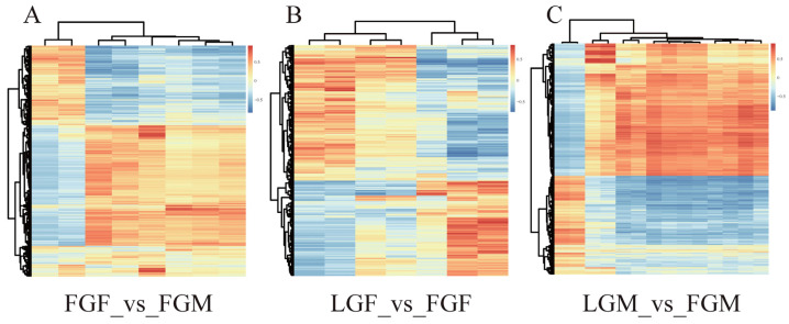 Differential gene and metabolite correlation analysis clustering heat maps with a correlation coefficient above 0.8: (A) FGF_vs_FGM; (B) LGF_vs_FGF; (C) LGM_vs_FGM.