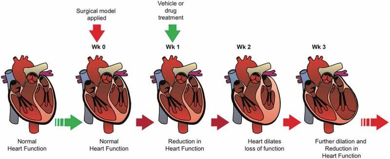Schematic of in vivo hypertrophic reversal experimental design.A schematic timeline of the method used, inducing loss of heart function before oral delivery of vehicle, or drug, enabling the identification of any putative beneficial functional reversal following a putative therapeutic intervention.