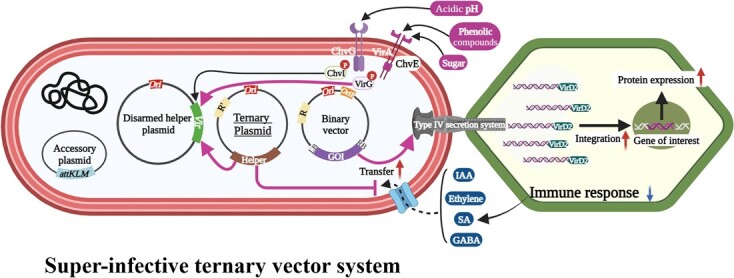 Schematic representation of super-infective ternary vector system. Agrobacterium perceives plant signals, such as neutral sugars, phenolic compounds, and an acidic pH, leading to the induction of Agrobacterium virulence gene expression. In contrast, Vir gene expression is inhibited by negative factors, such as ethylene, IAA, SA, and GABA. VIR proteins play a crucial role in the T-DNA transfer processes facilitated by the type IV secretion system. The successful integration leads to the expression of the T-DNA-encoded genes. In the super-infective ternary vector system, a third plasmid is introduced, carrying the host defense-avoidance mechanisms, and promoting Vir gene induction, thus dramatically increasing the transformation efficiency.